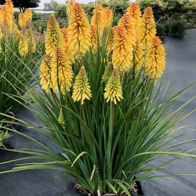 Kniphofia POCO™ 'Butter Brickle'