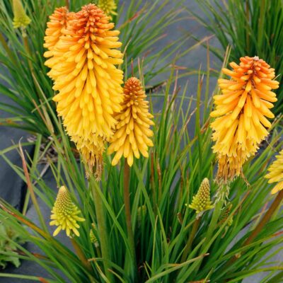 Kniphofia POCO™ 'Butter Brickle'