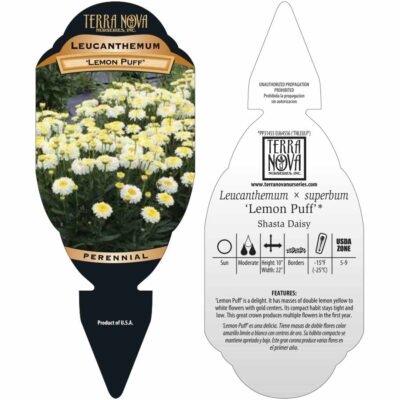 Leucanthemum 'Lemon Puff' - Tag