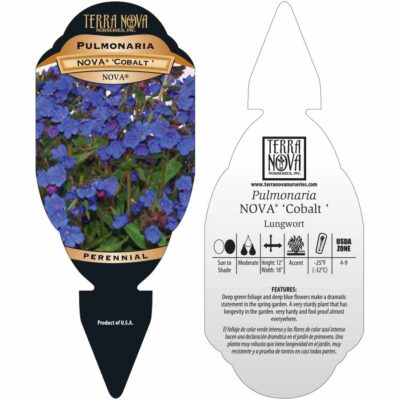 Pulmonaria NOVA® 'Cobalt' - Tag