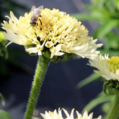 Echinacea DELIGHTFUL™ 'Lace'