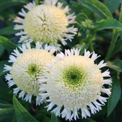 Echinacea DELIGHTFUL™ 'Lace'